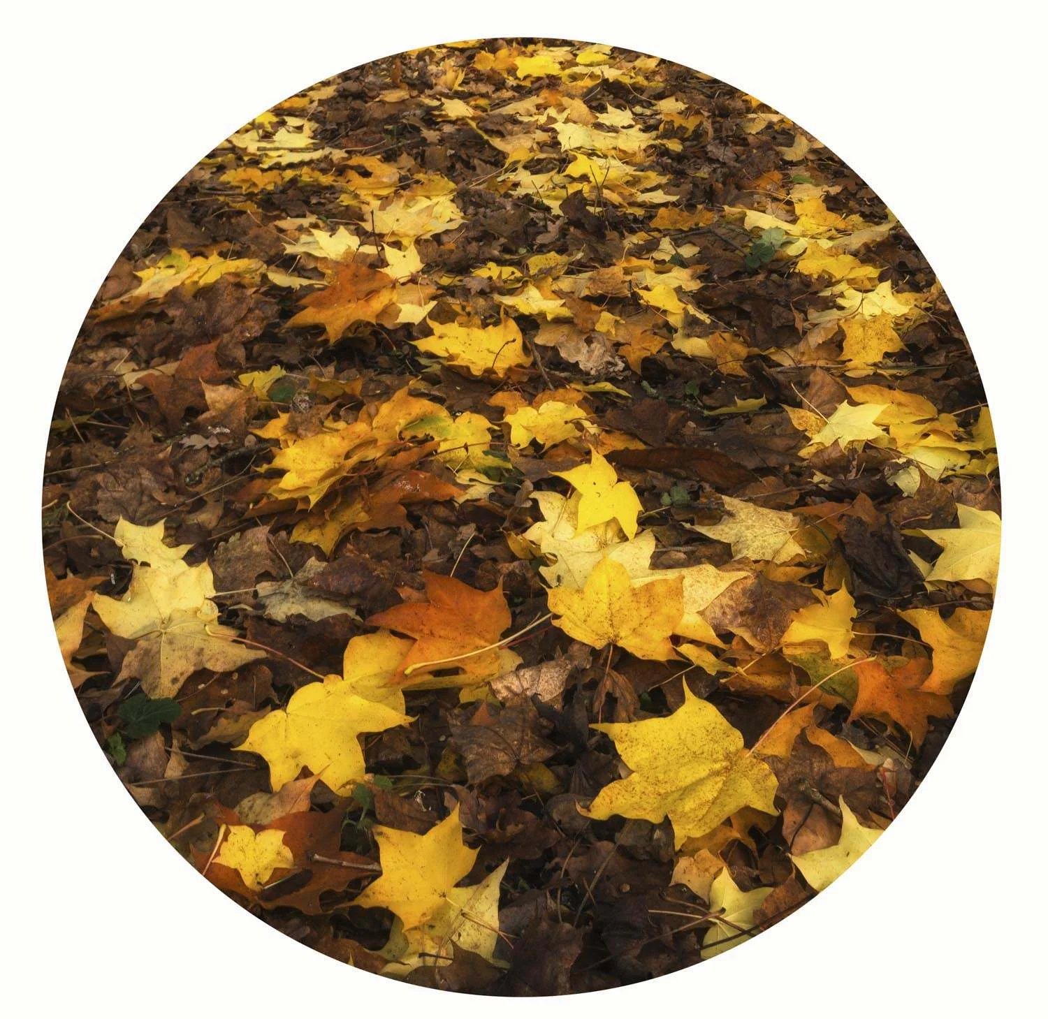 Batsford Autumn 1