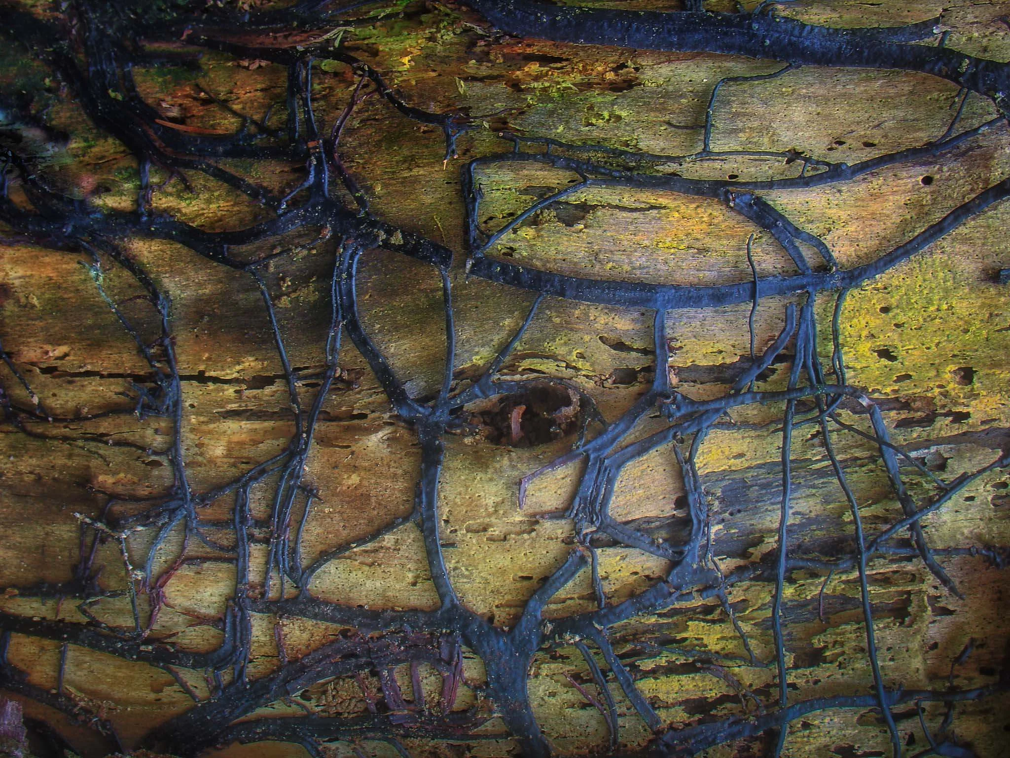 Ruby Ranger Photography Project