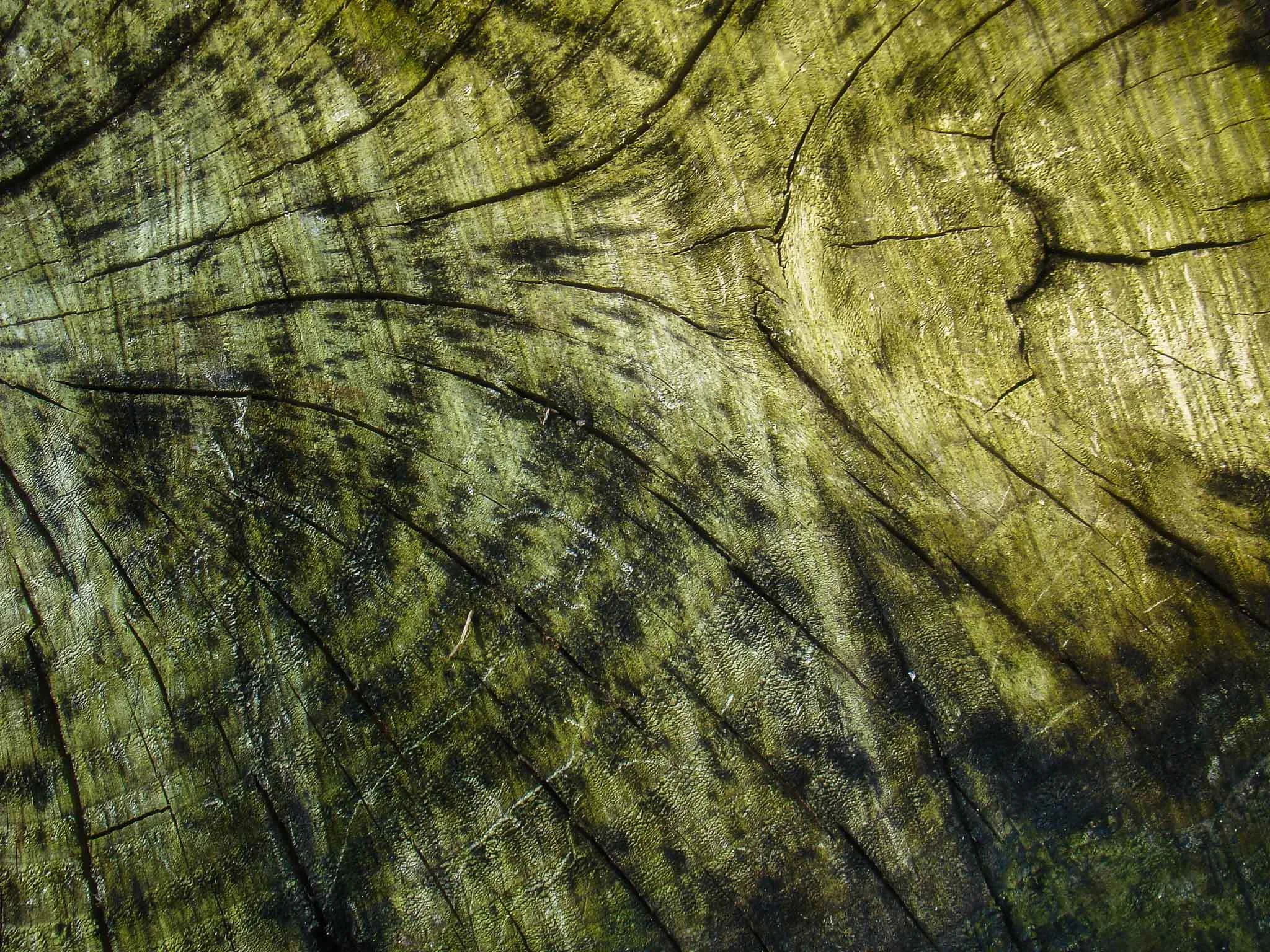 Title of Image:  Wood of Anubis The increased patternDescription: Growling at the wood chopper to go away. Stripy patterns.How did you take the shot? Be low down and only the pattern was in the shot.When you look at the photo what do you think?  Wit…