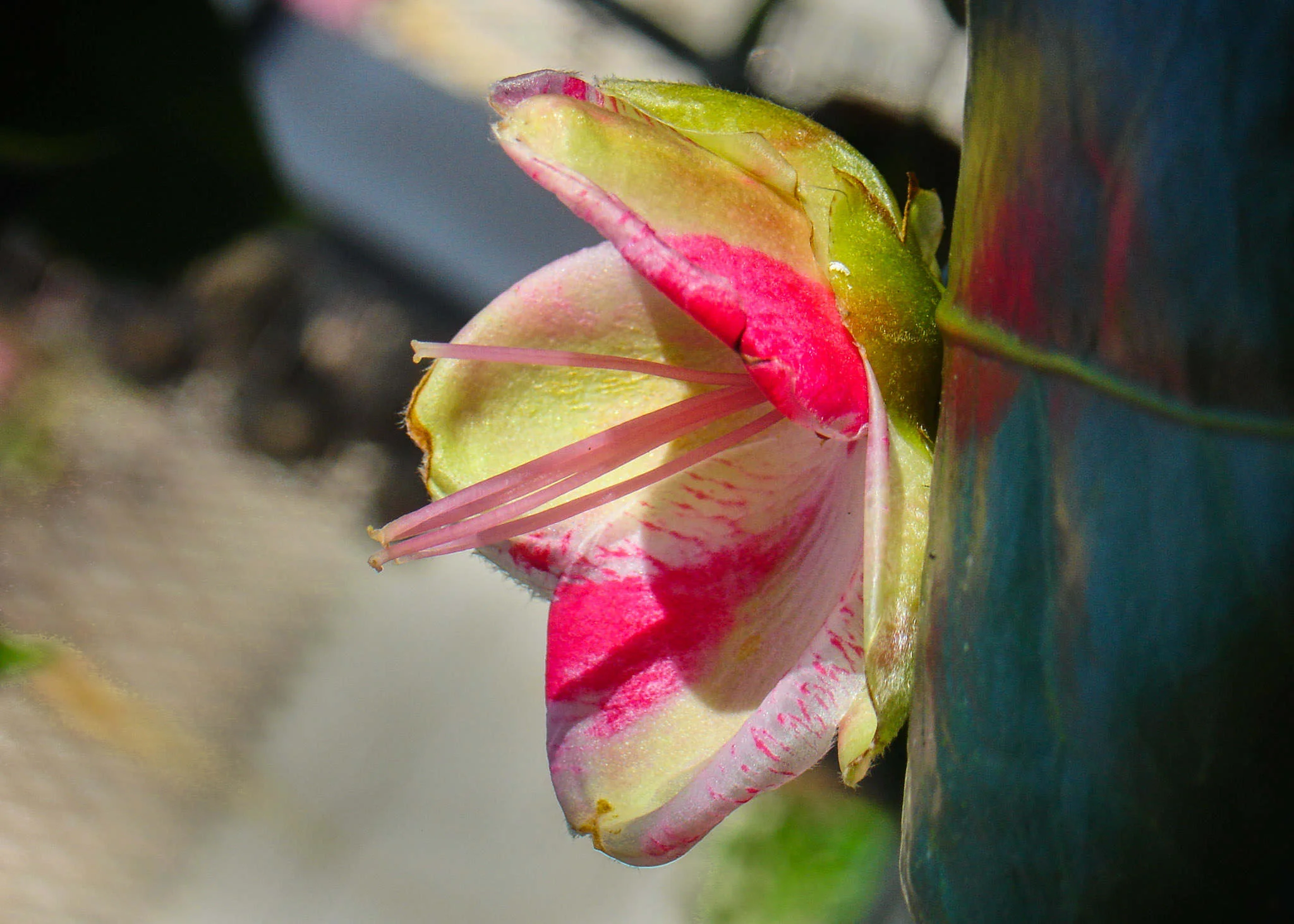 Title of Image:  BlossomDescription: Sun catching her tentacles.How did you take the shot? I waited and waited till the light was on the flower and then when the flower was still I quickly shot a picture.When you look at the photo what do you think?…