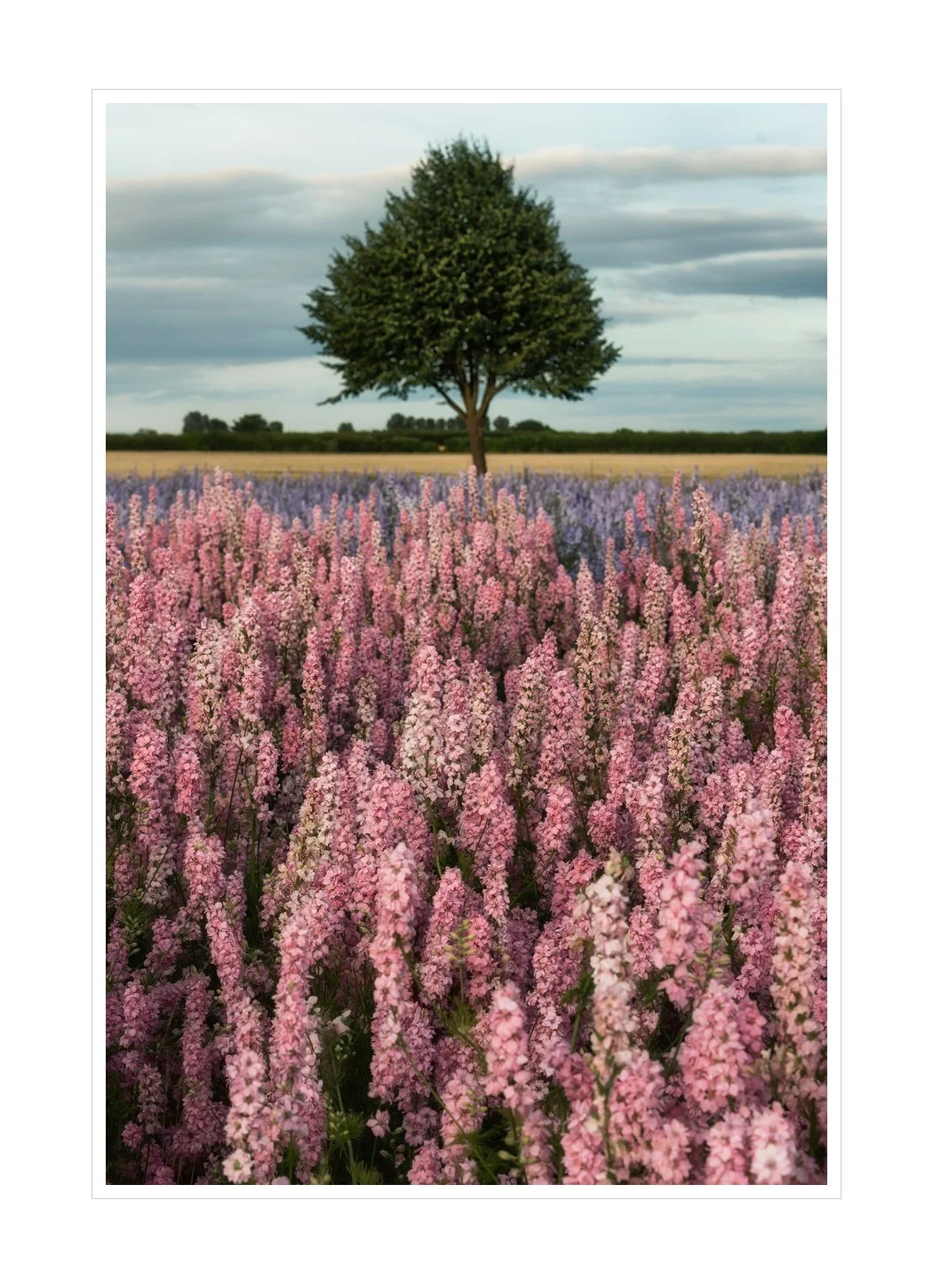 Click to see image large