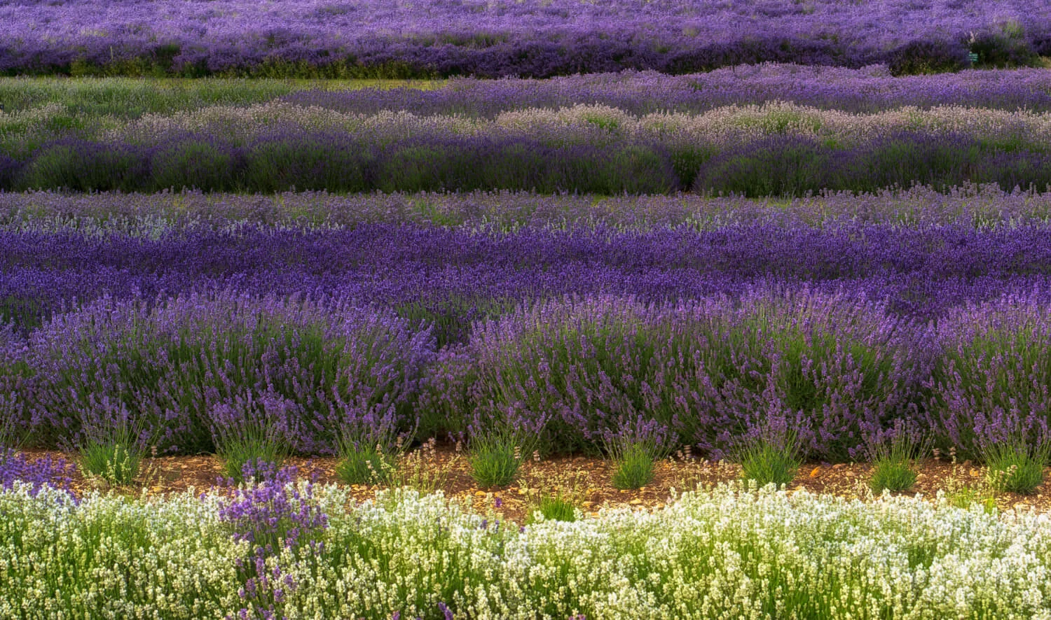 lavender layers-Alan-Ranger-Photography.jpg