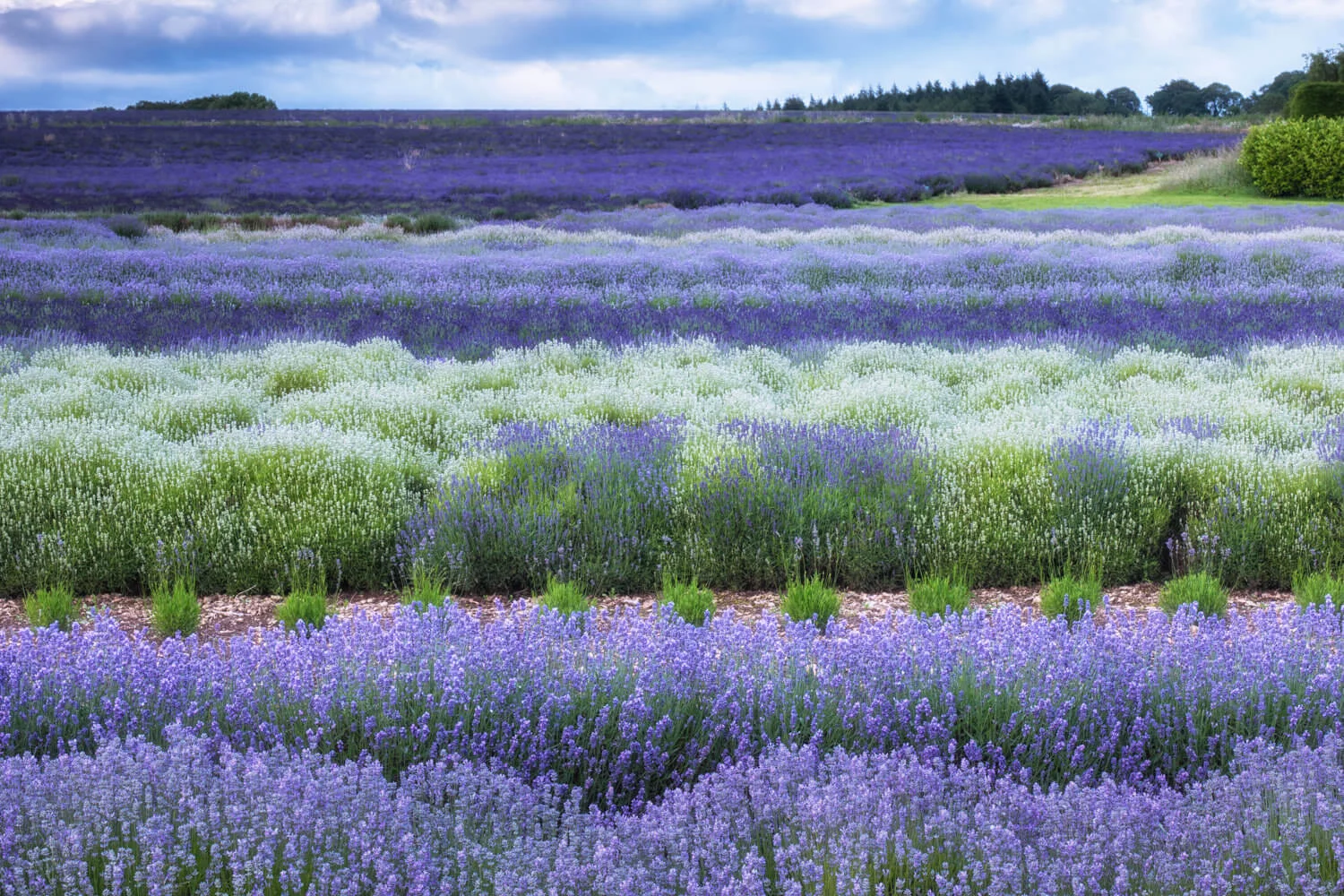 lavender stripes-Alan-Ranger-Photography.jpg