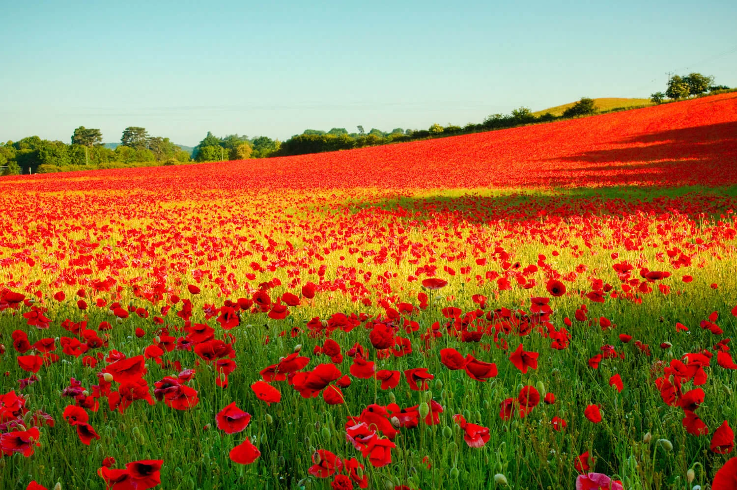 Poppy Field-Alan-Ranger-Photography.jpg