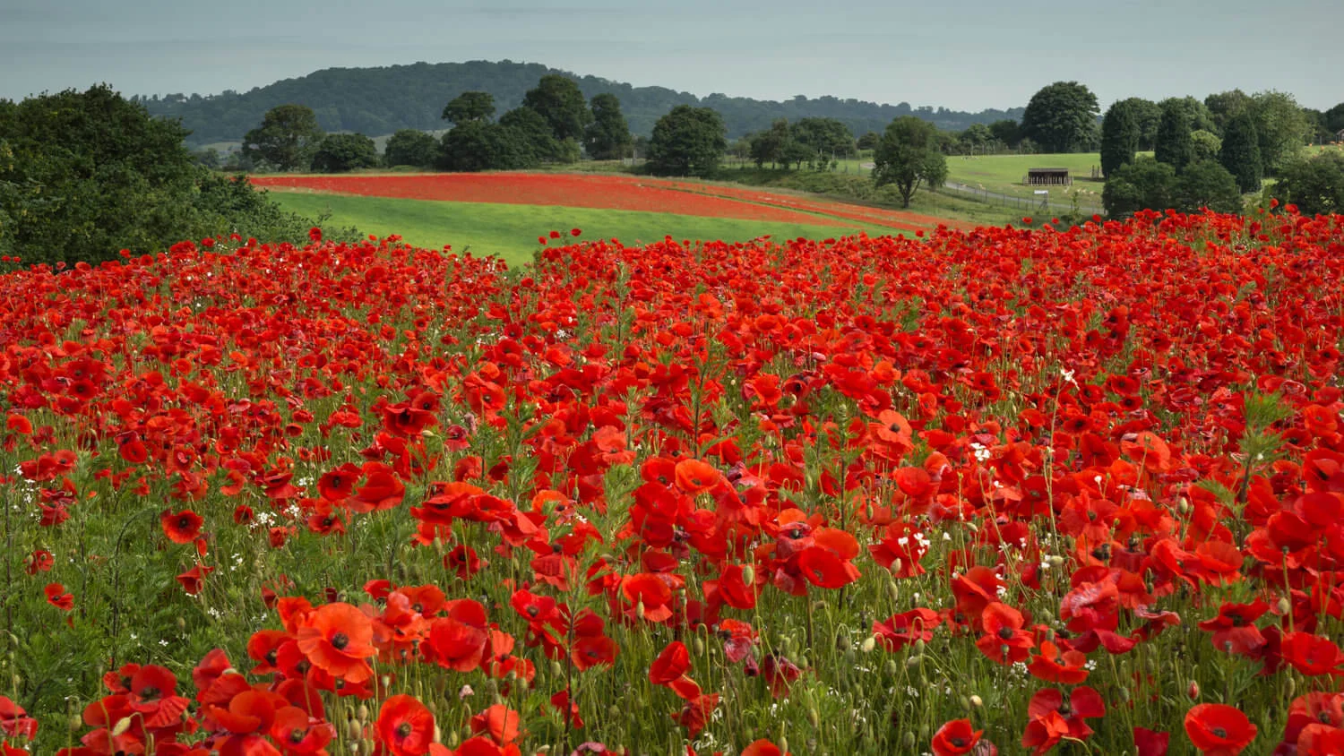 poppy flush-Alan-Ranger-Photography.jpg