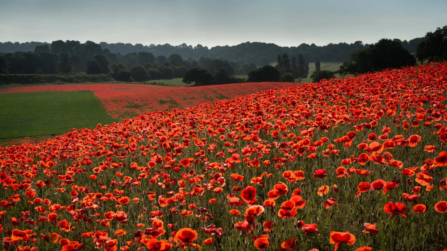 Poppy Run-Alan-Ranger-Photography.jpg
