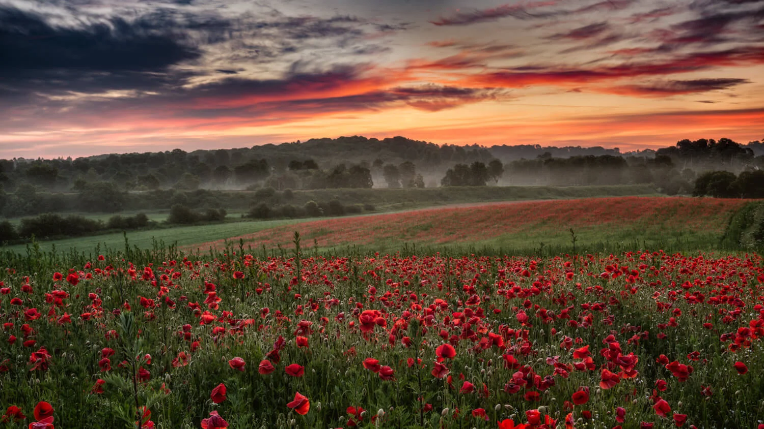 poppy sunrise-Alan-Ranger-Photography.jpg