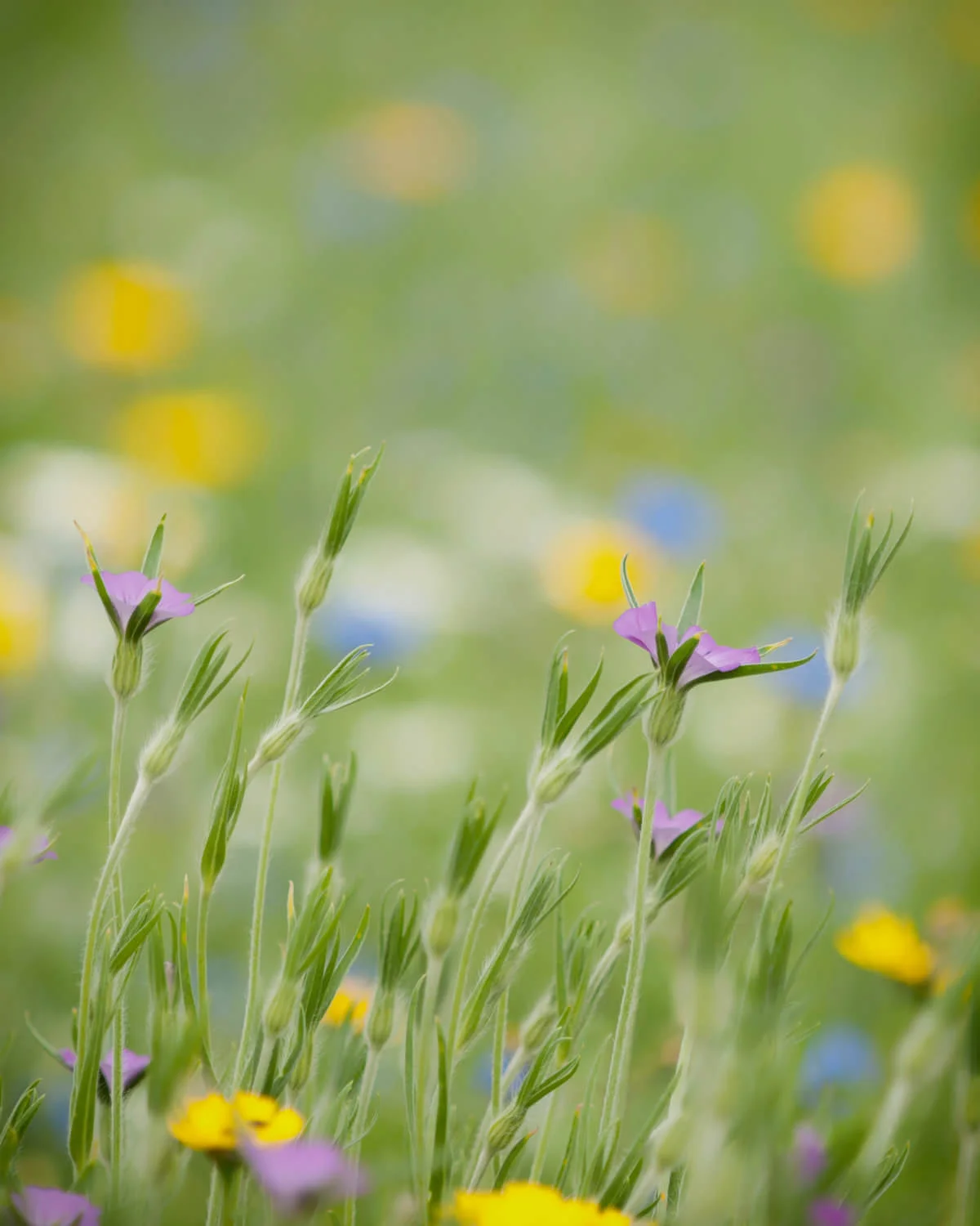 Snowshill Lavender Farm - 6-Alan-Ranger-Photography.jpg