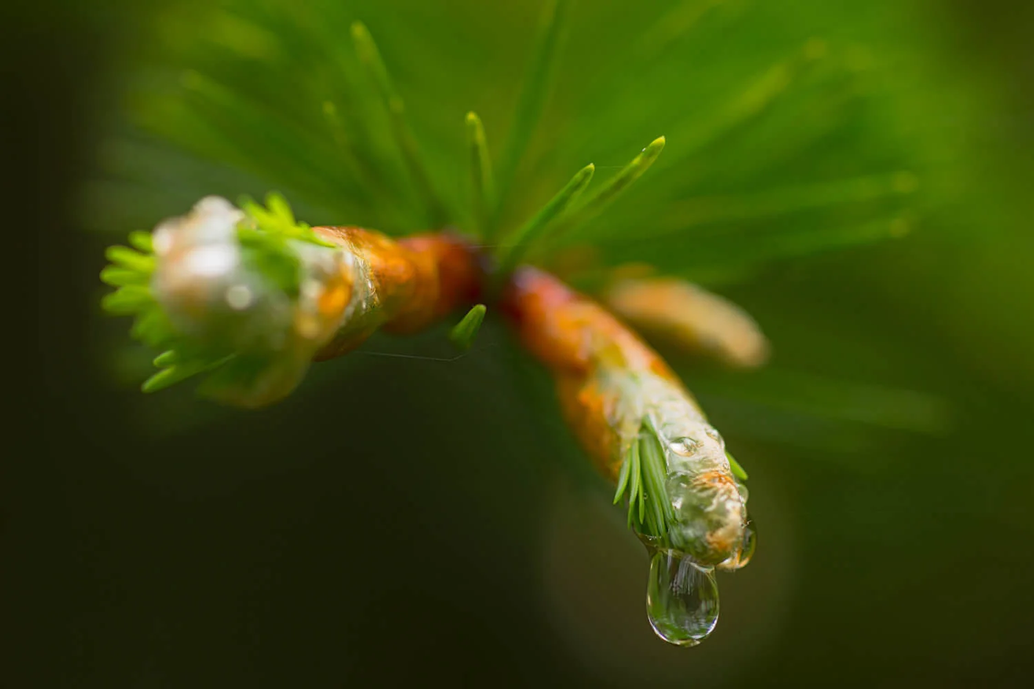 spring bud-Alan-Ranger-Photography.jpg