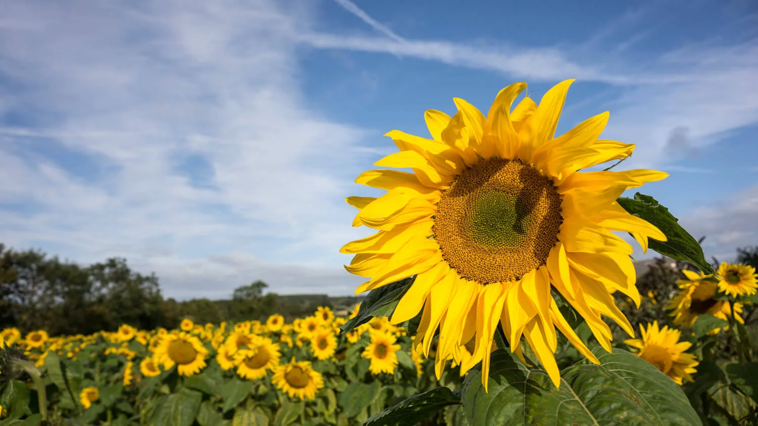 sunflower-Alan-Ranger-Photography.jpg