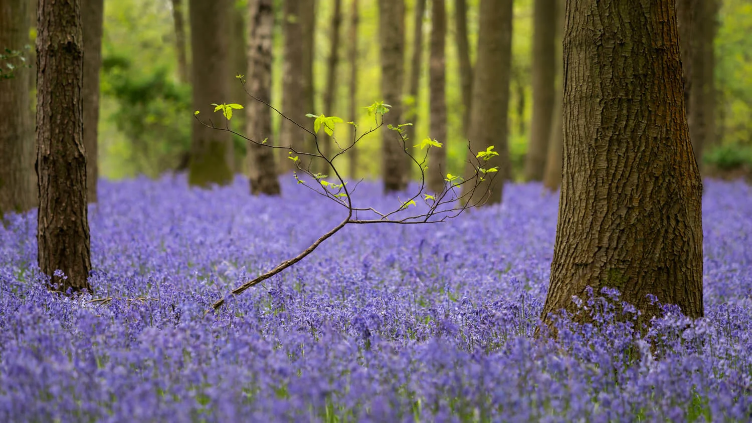 twiggy-Alan-Ranger-Photography.jpg