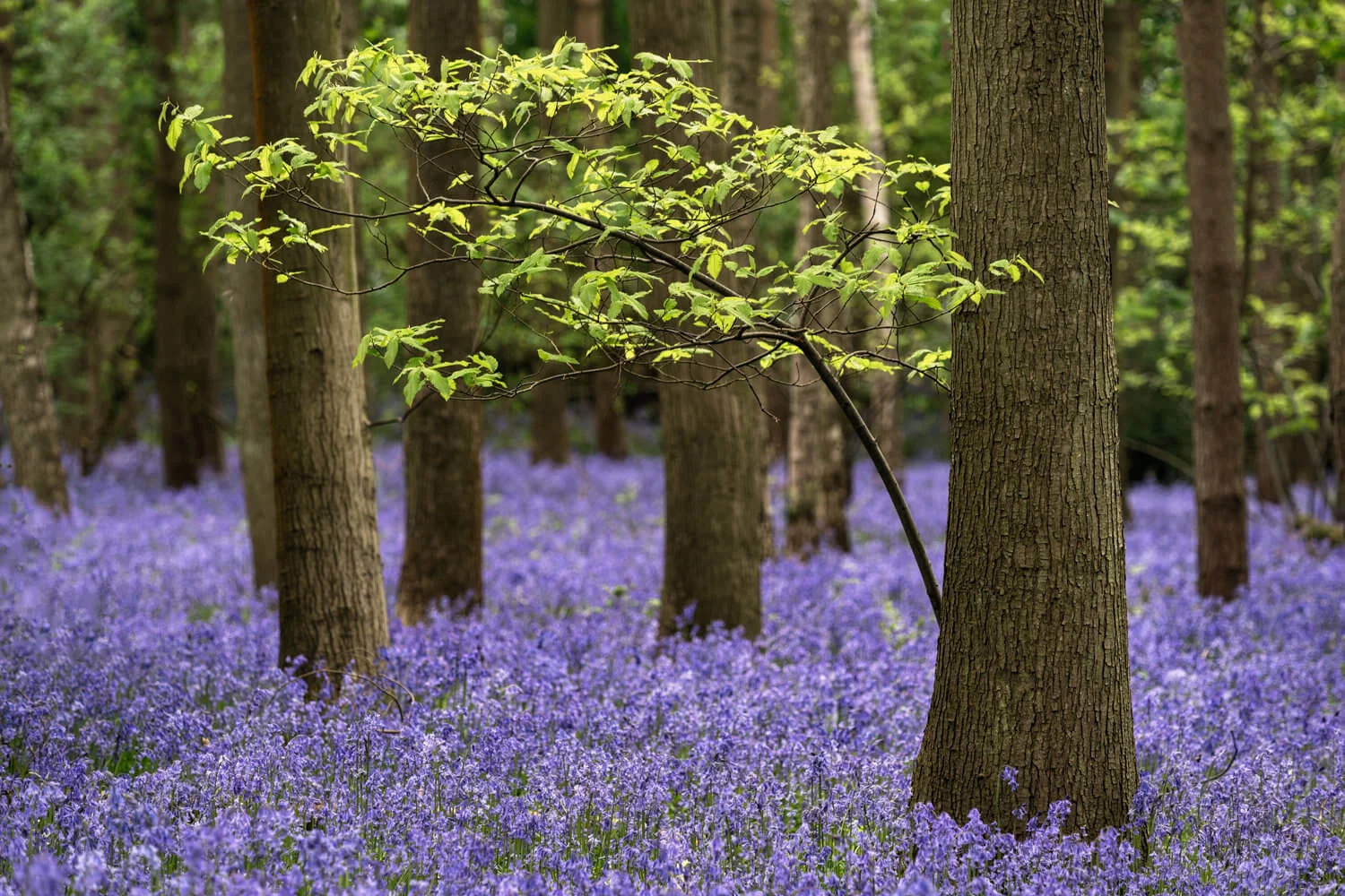 bluebell carpet-Alan-Ranger-Photography.jpg