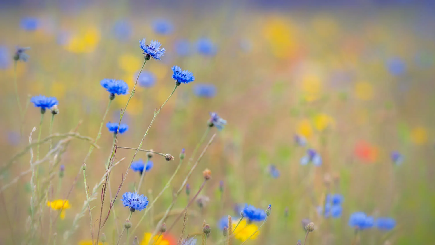cornflower-Alan-Ranger-Photography.jpg