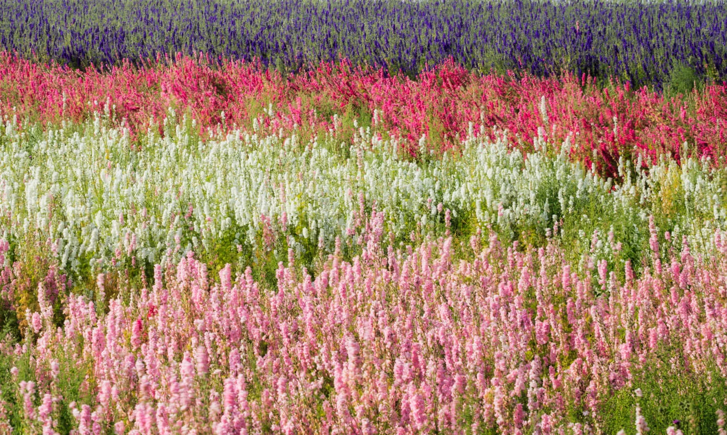 claude monet style delphiniums-Alan-Ranger-Photography.jpg