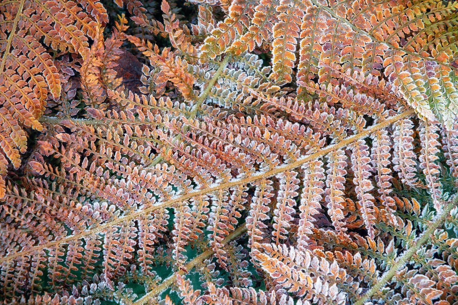 Frozen Ferns