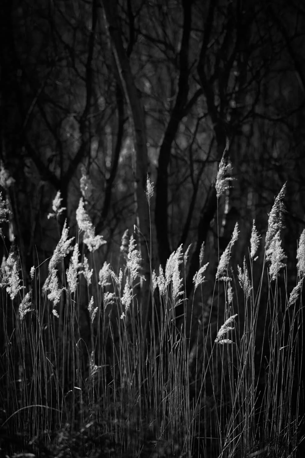 Dunwich Grasses