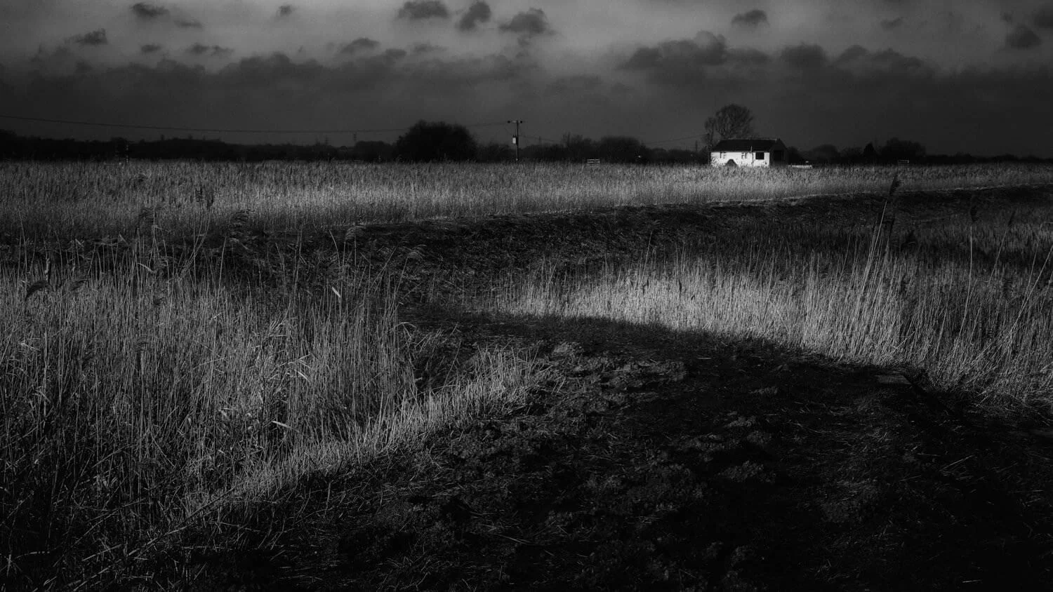 Herringfleet Reed Beds
