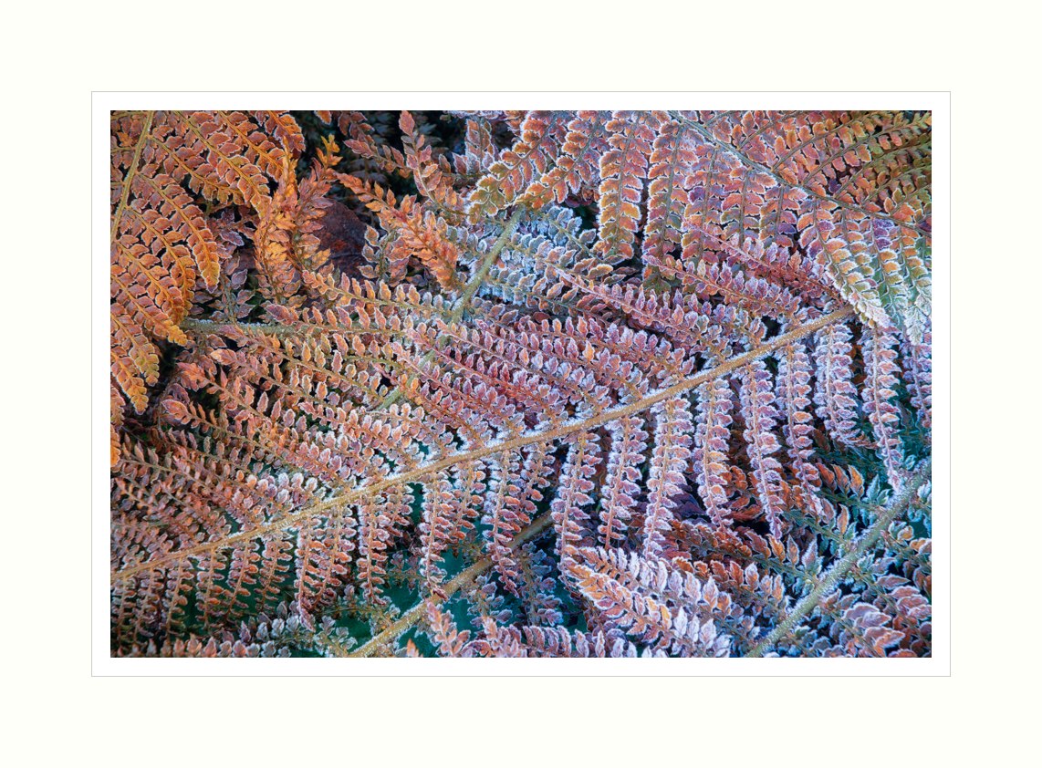 Frozen Ferns