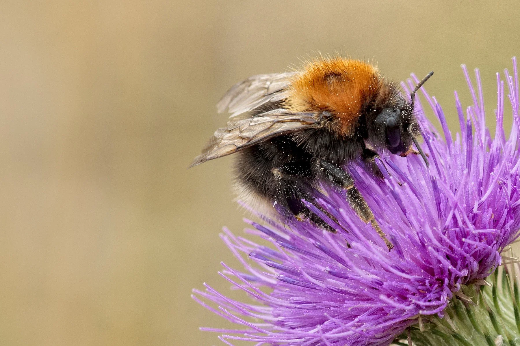 Orange bumblebee on a purple thistle showing textural and colour contrast against a smooth background