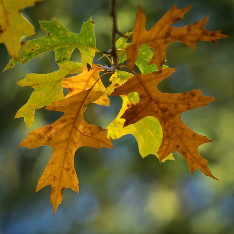 Autumn Leaves Photo Contest