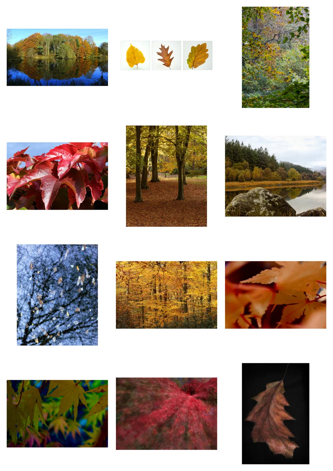 Entries - Autumn Leaves