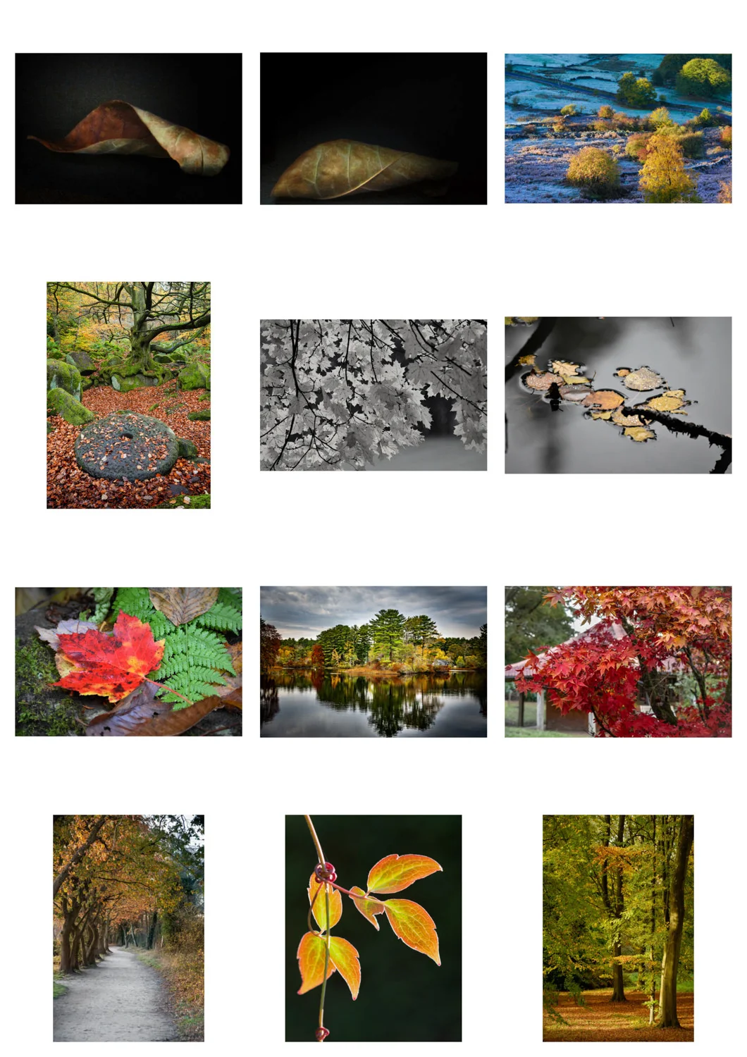 Entries - Autumn Leaves