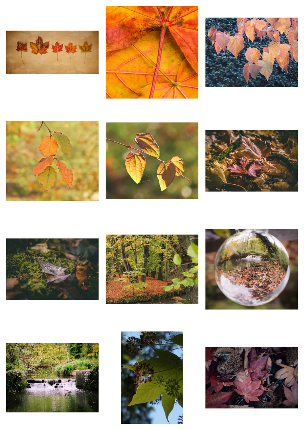 Entries - Autumn Leaves
