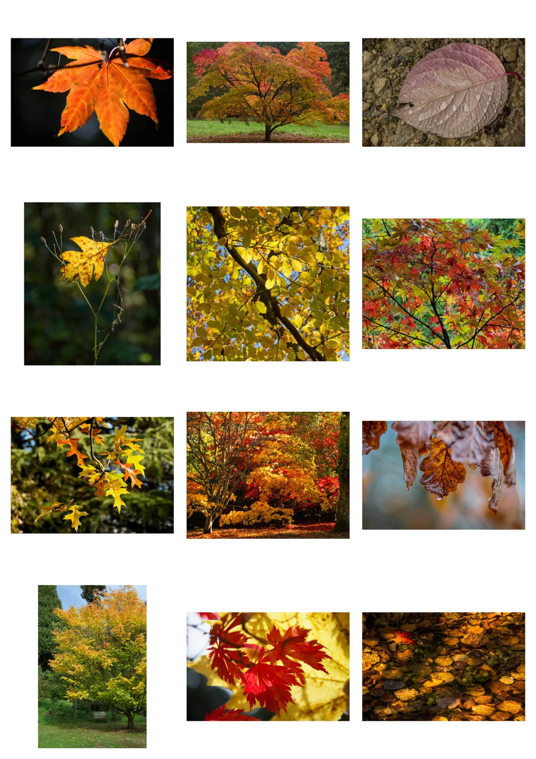 Entries - Autumn Leaves