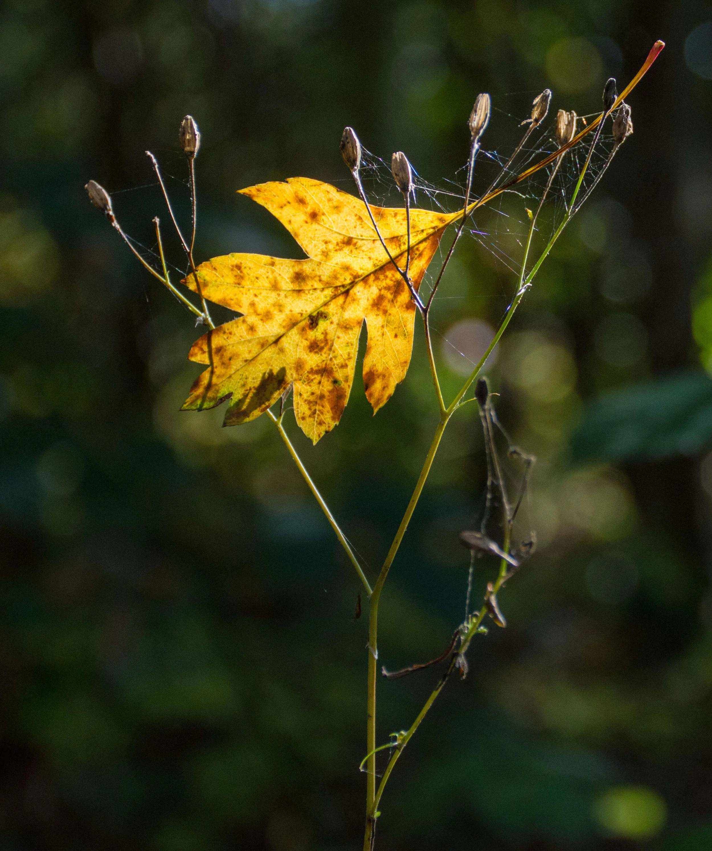 Robert Hull - Runner-up - Autumn Leaves
