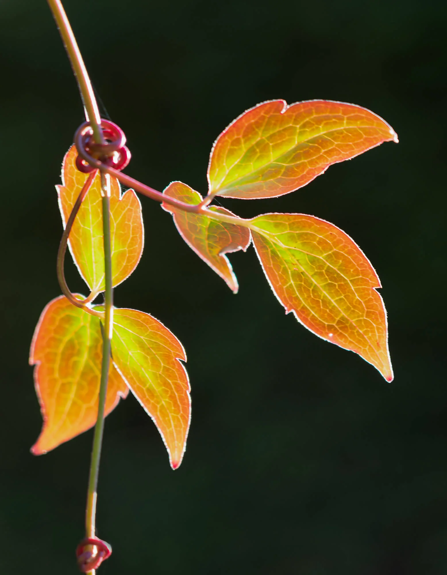 Jackie Rosin - Third Place - Autumn Leaves