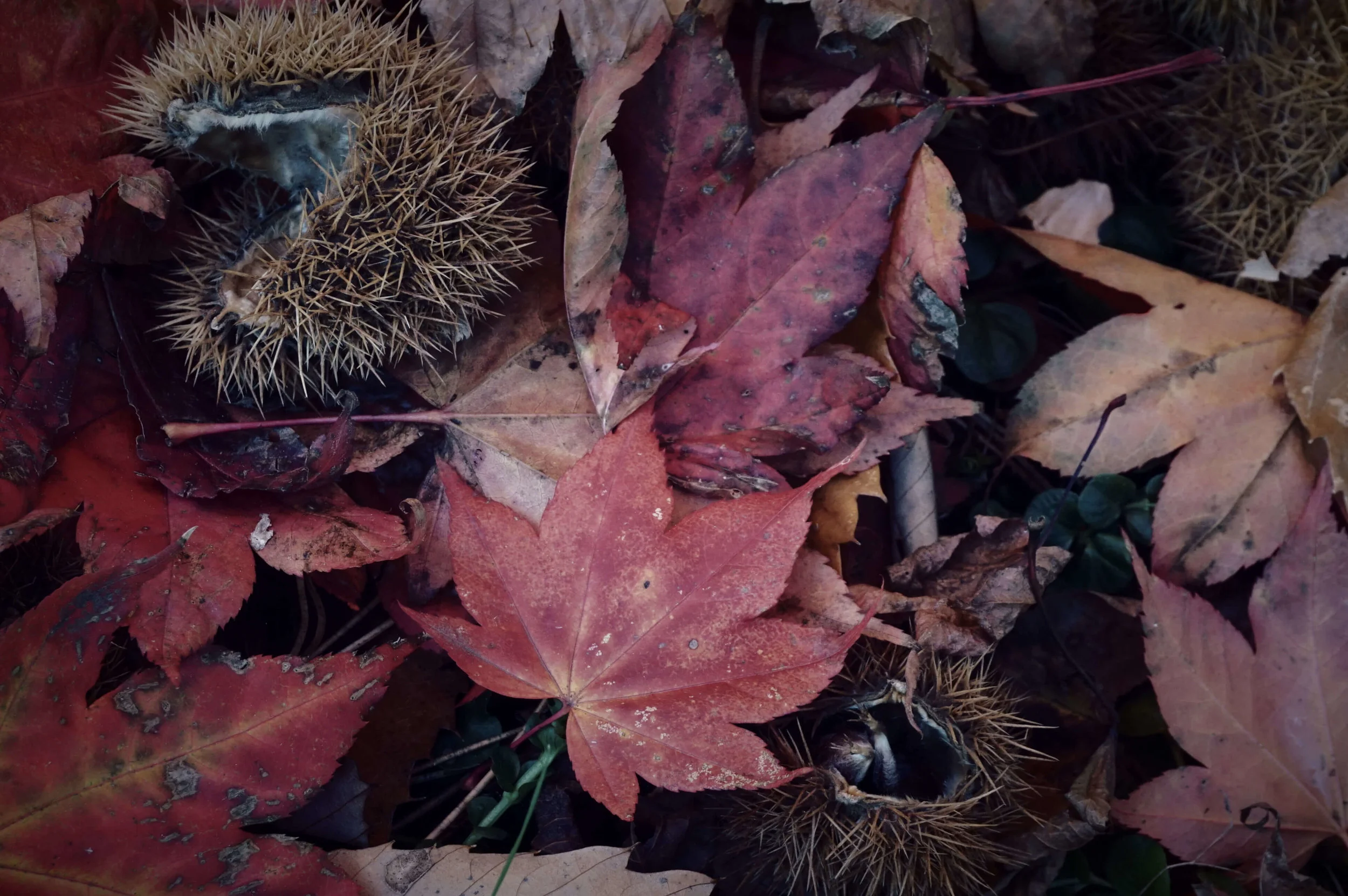 Rachel Hands - Highly Commended - Autumn Leaves