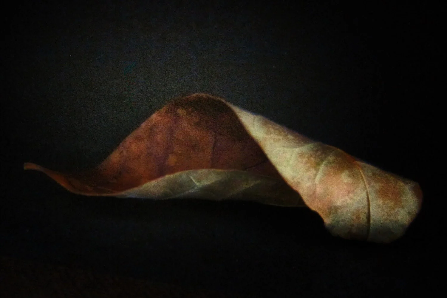 Elaine O’Leary - Highly Commended - Autumn Leaves