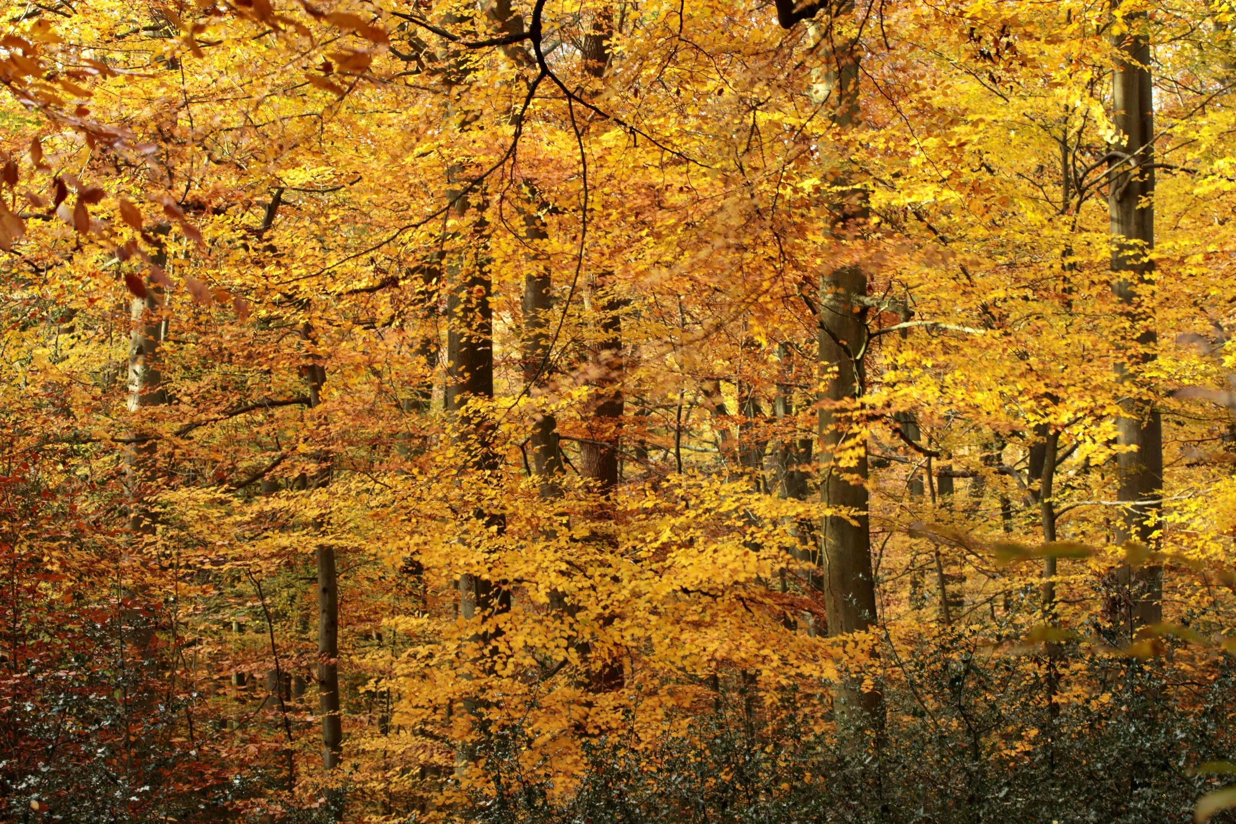 Diana-Richards-Autumn-Leaves-Highly-Commended