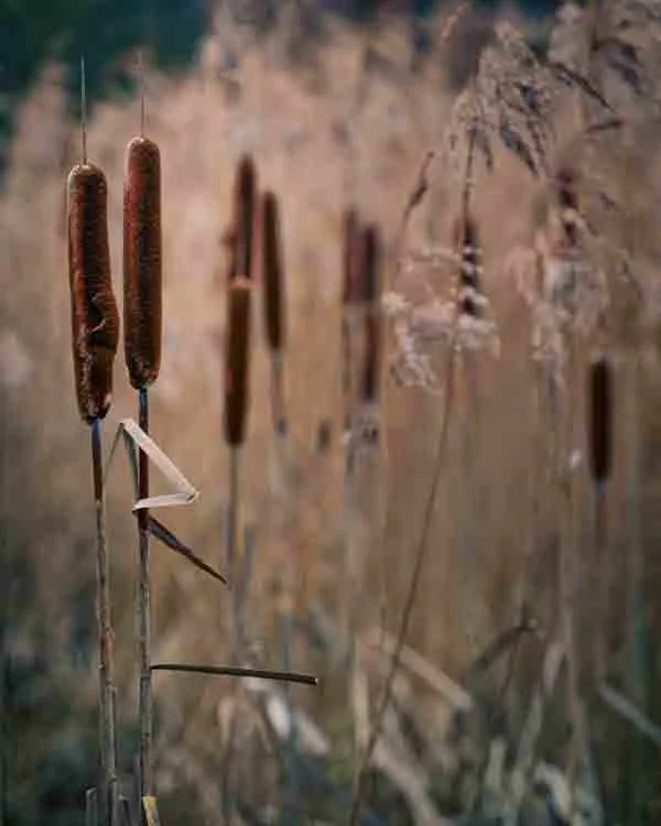 Bullrushes