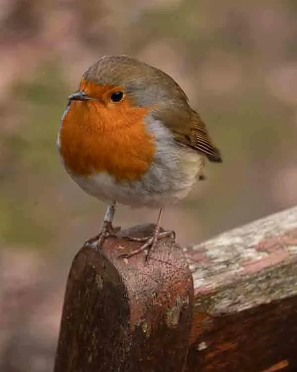 Robin