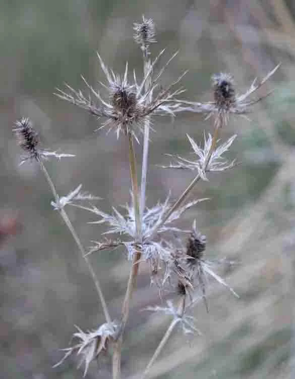 Thistle Spikes