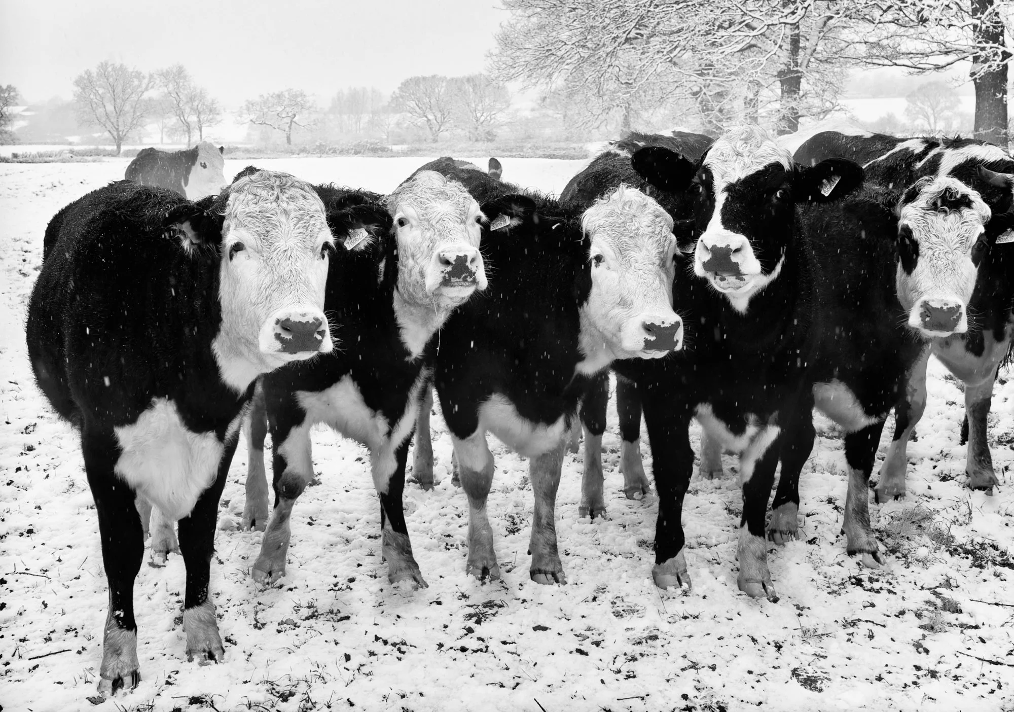 cows