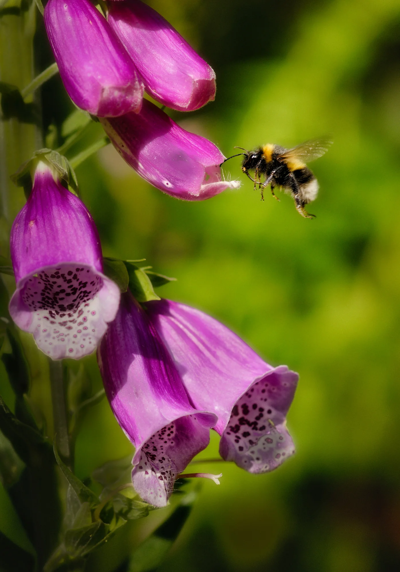 humble bumble bee