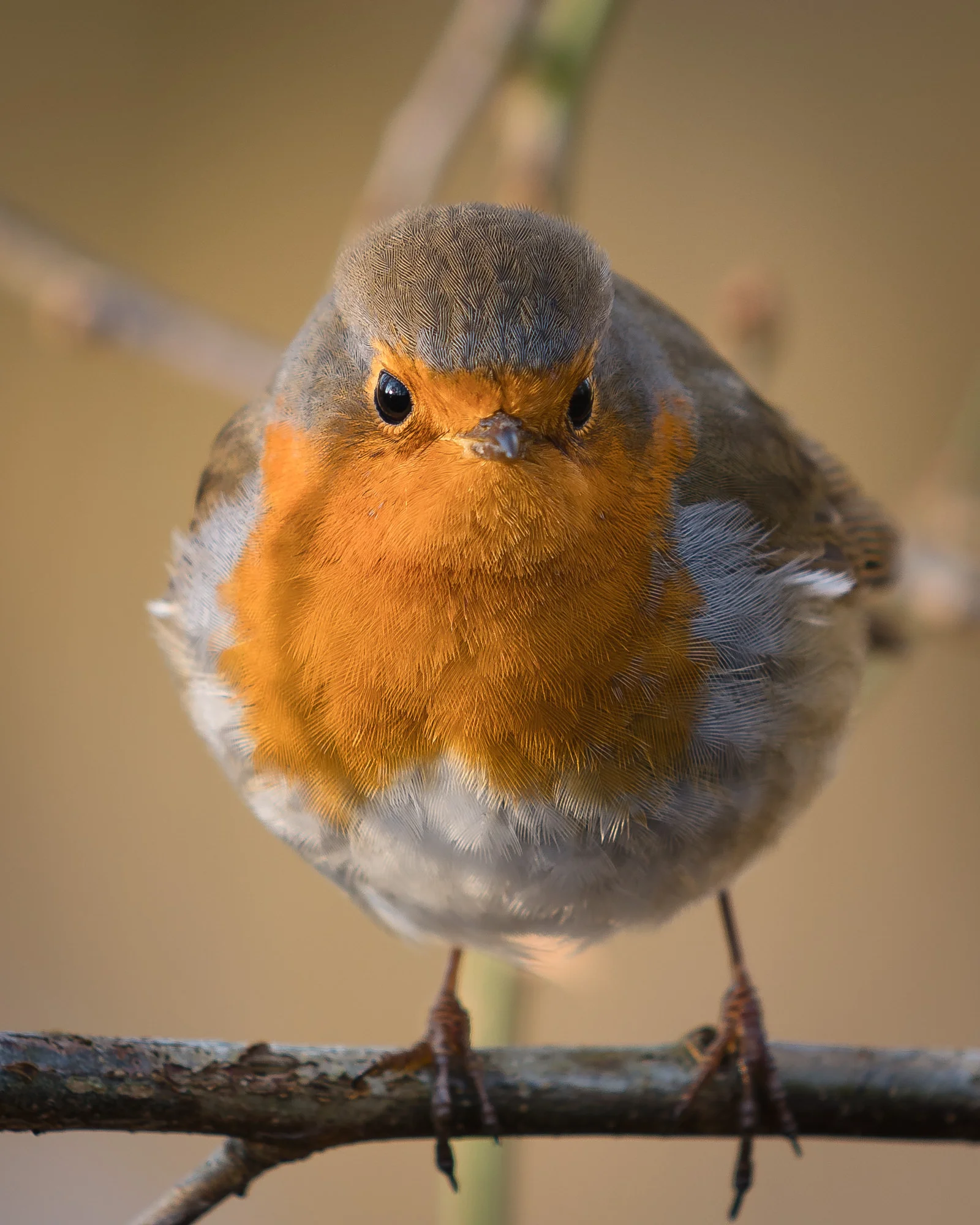 Robin