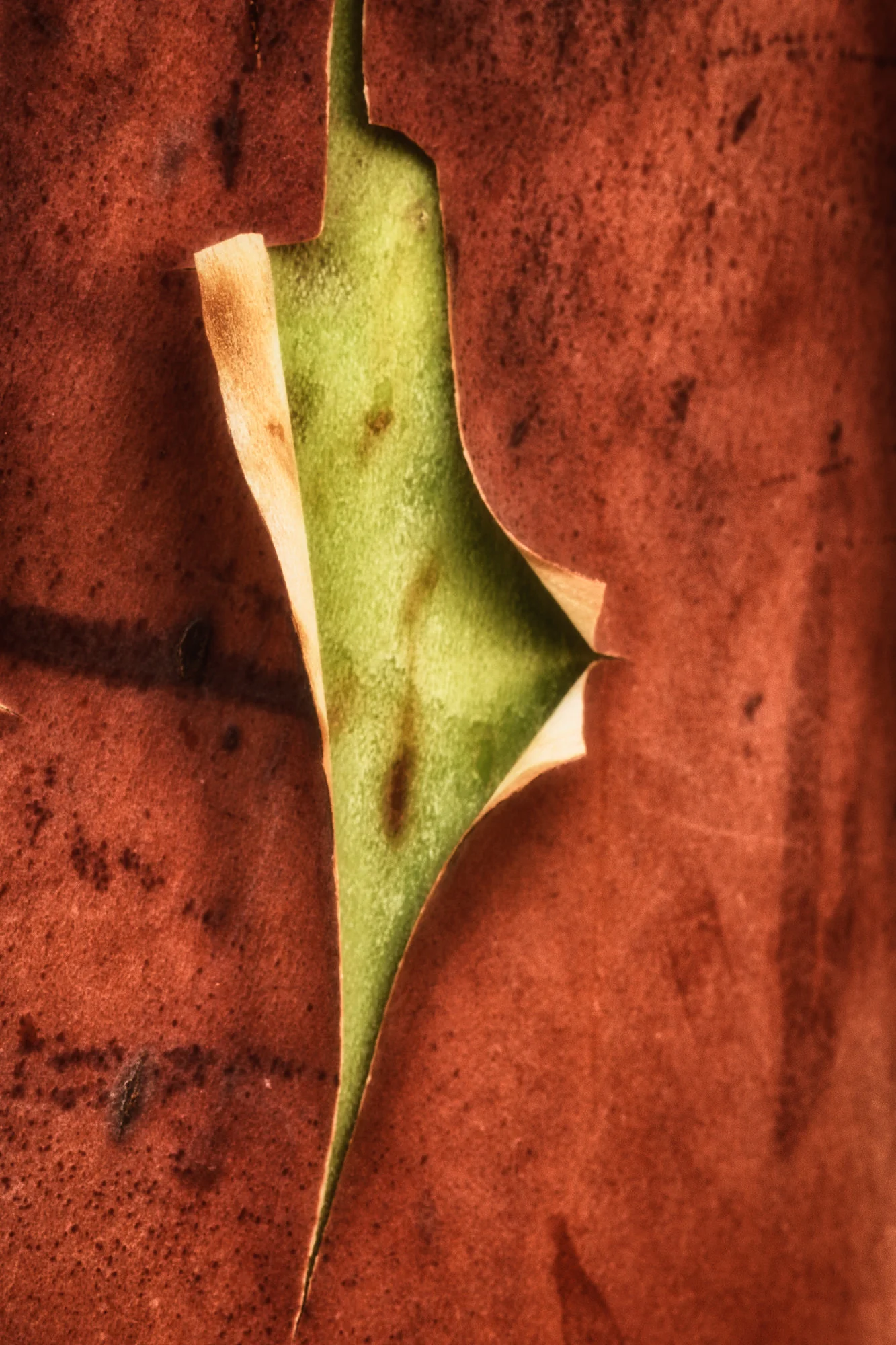 bark study 36