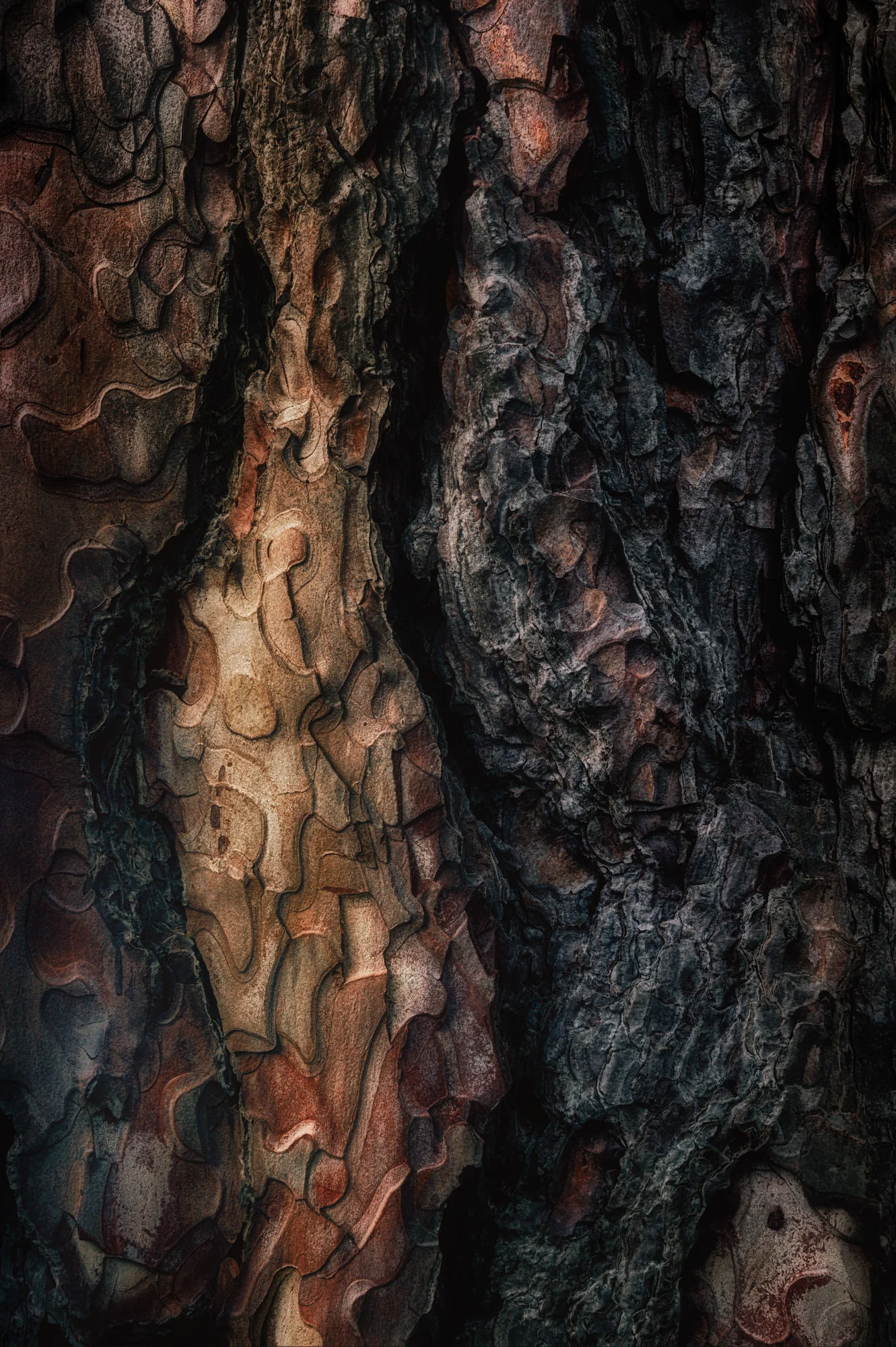 bark study 44