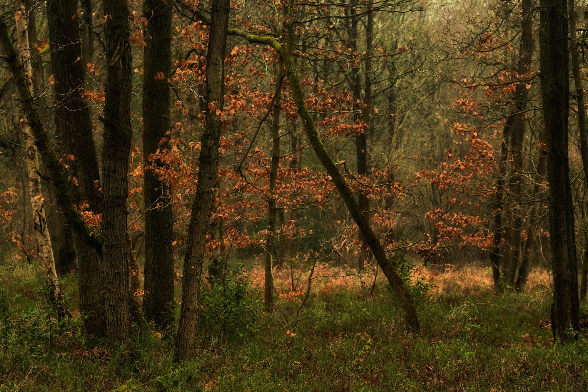 Rough Hill woods 3
