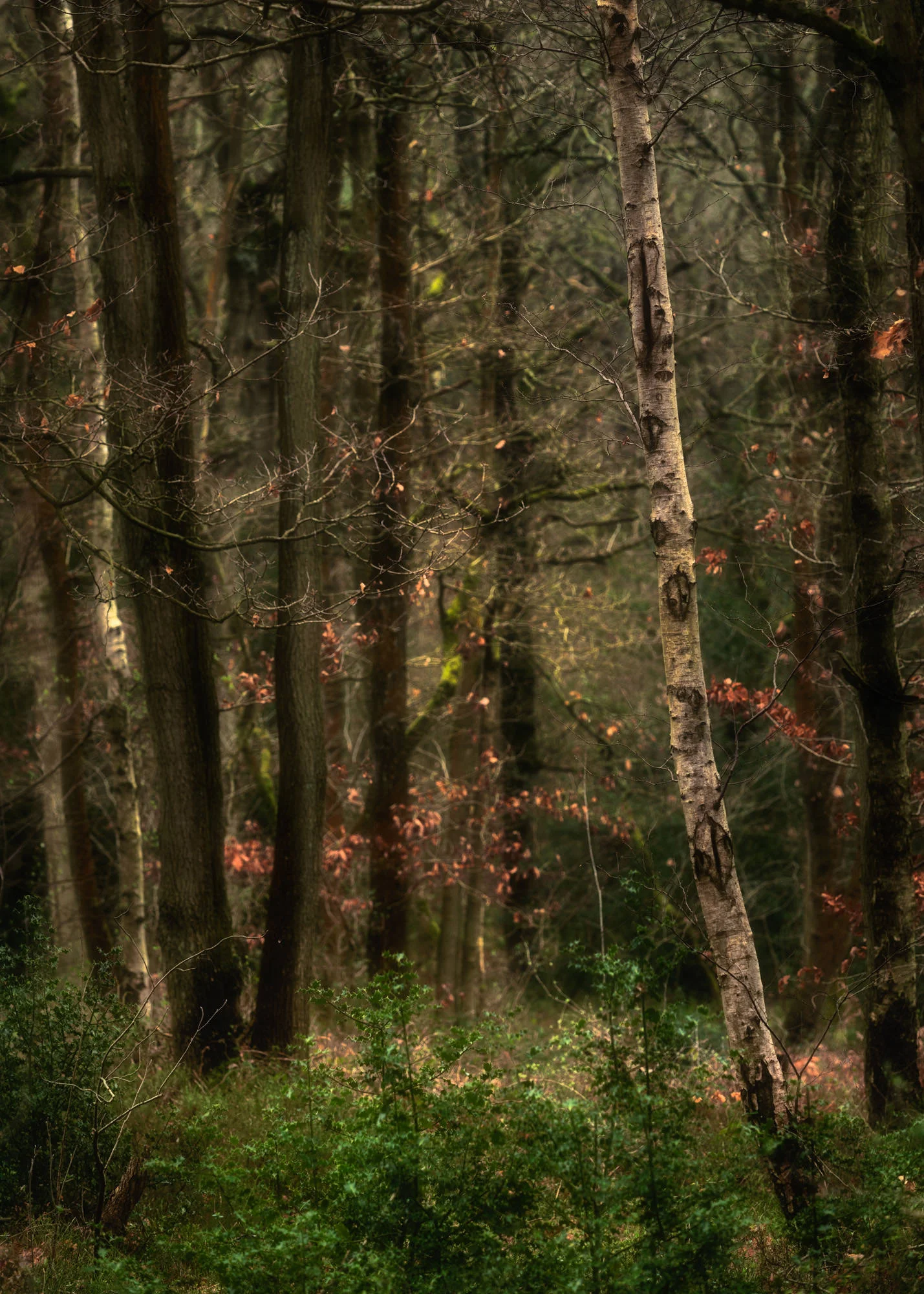 rough hill woods 6
