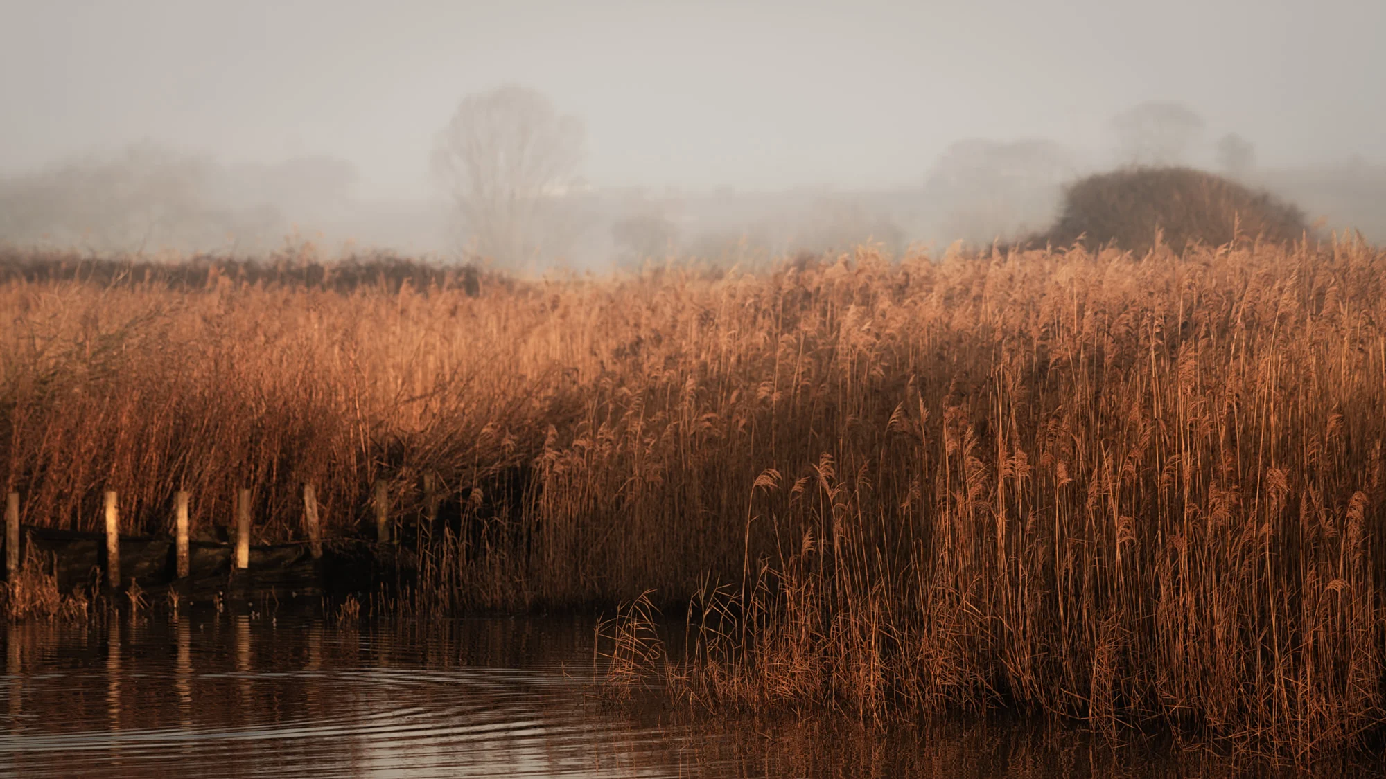 Tea Room Reedbed