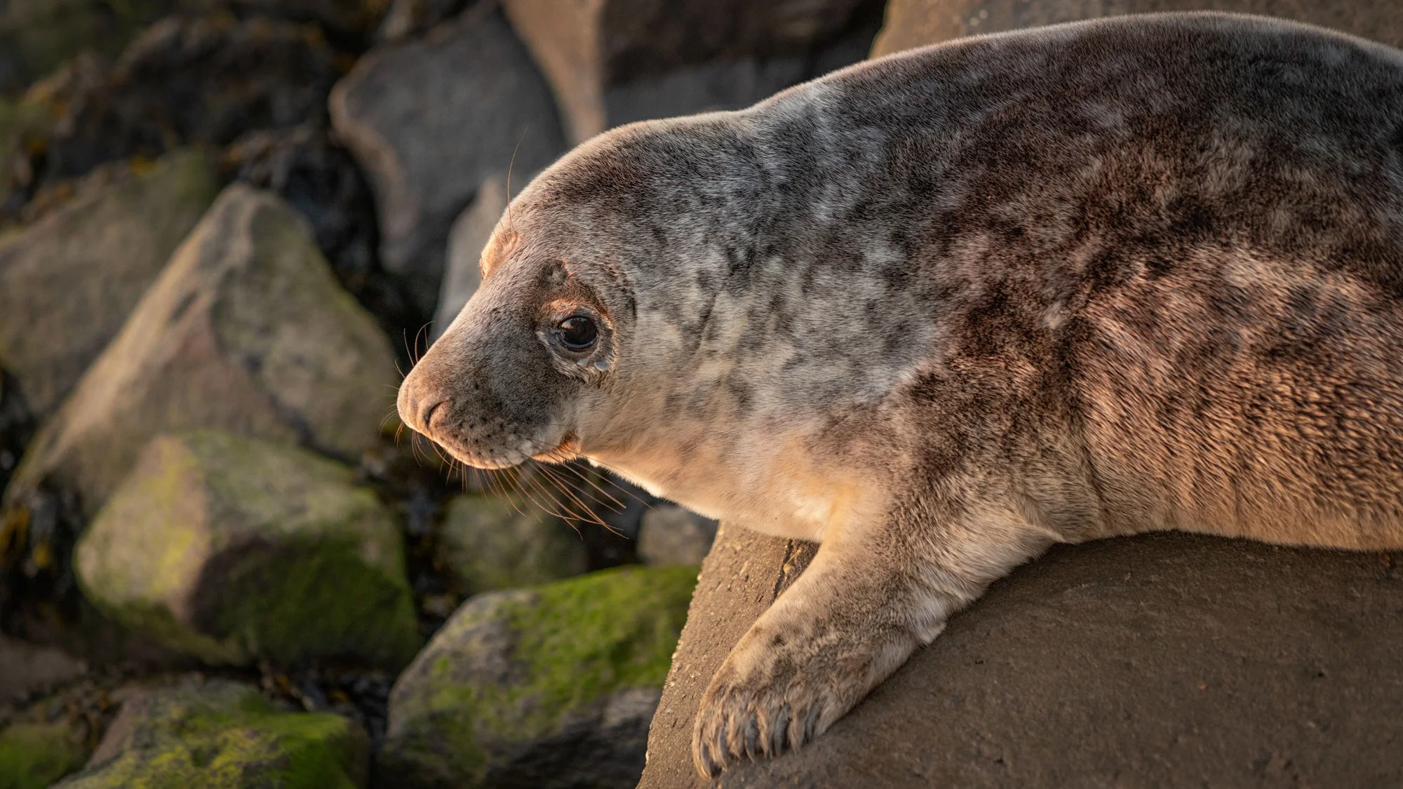 walberswick seal