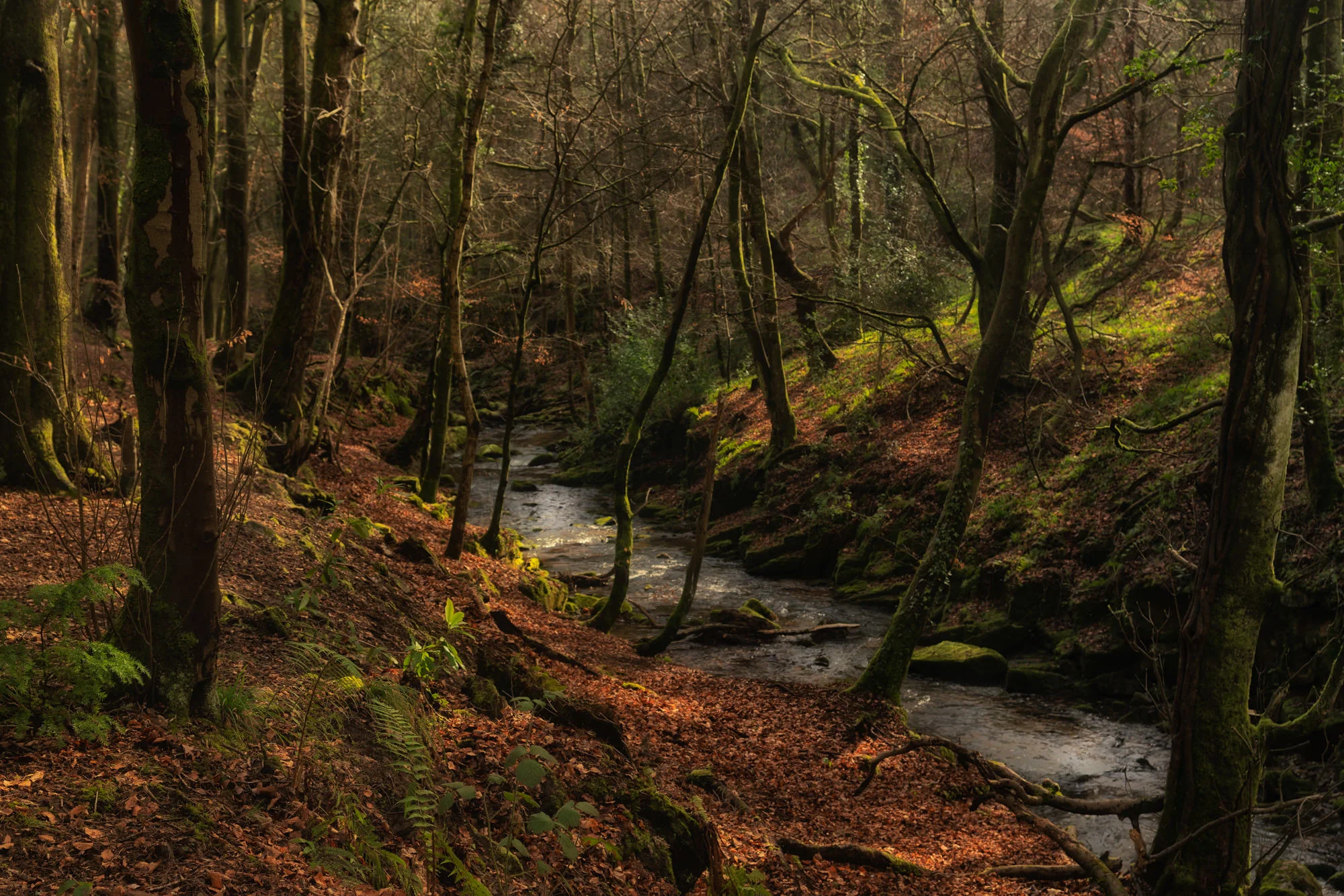 Coedpoeth