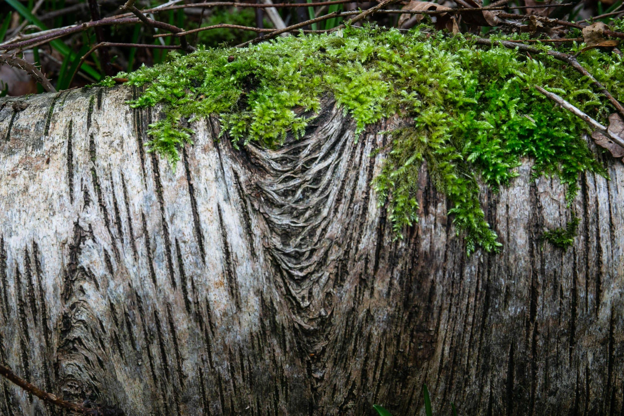 Anne Bark Patterns
