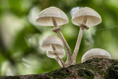 Macro
