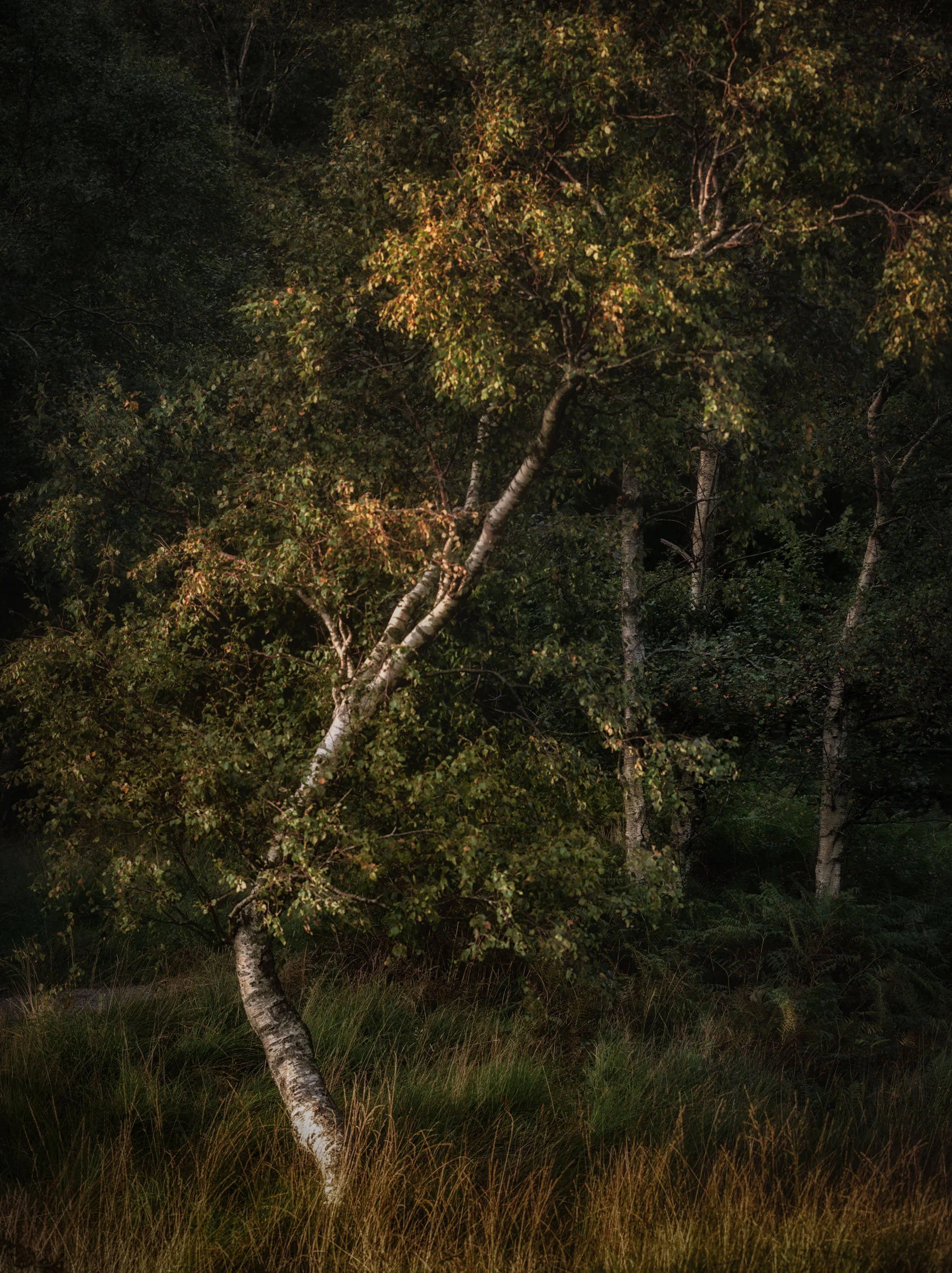 birch 1