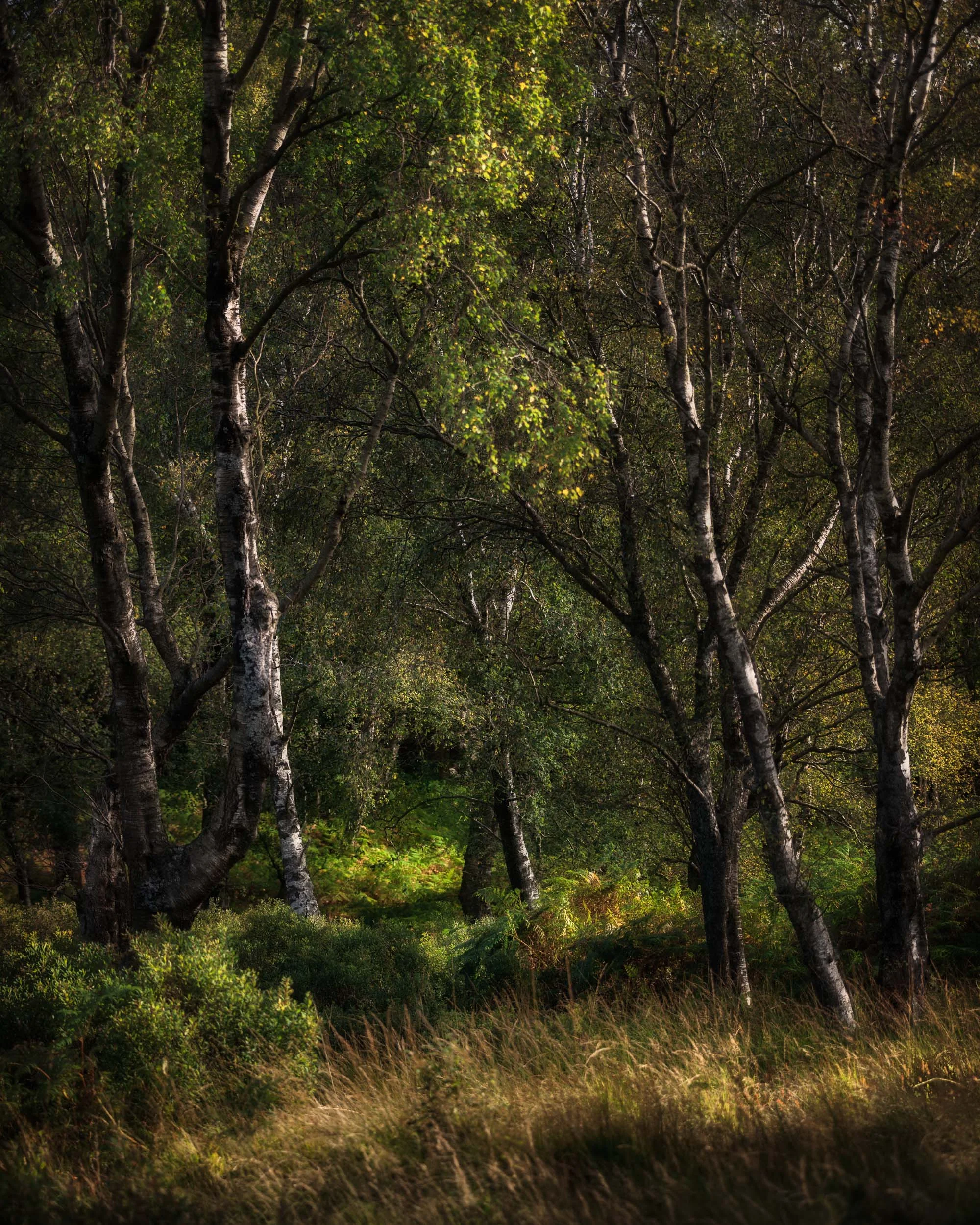 birch 2